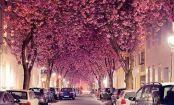 A Beleza das Cerejeiras de Bonn, na Alemanha.