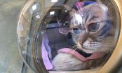 Imagina transportar seu gato como se ele fosse um astronauta?
