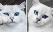 Este gato possui os olhos mais belos que você já viu