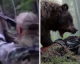 Caçador pensa que atingiu urso, mas o animal estava vivo e ataca seu amigo
