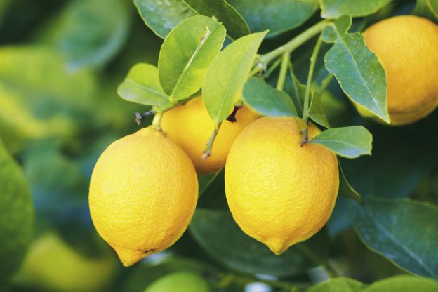 10 ideias de receitas que levam limão