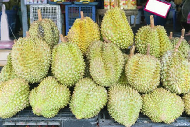 Durian, durião ou durio