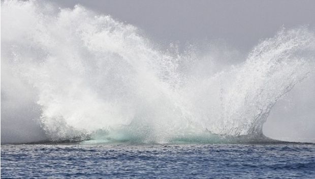 O VOO DA JUBARTE: fotógrafo flagra uma baleia jubarte com suas 40 toneladas totalmente fora d'água