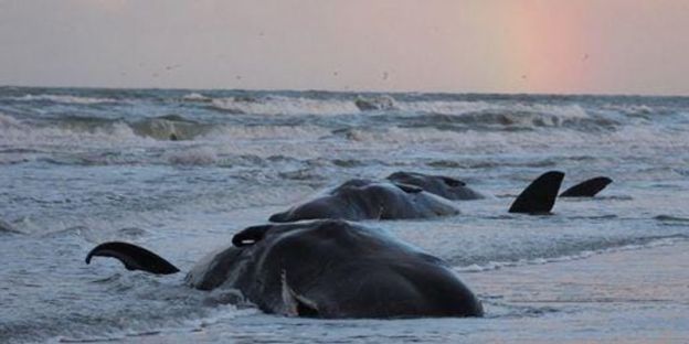 Baleias cachalote mortas trazidas pelo mar