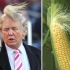 7 - Donald Trump e uma espiga de milho.