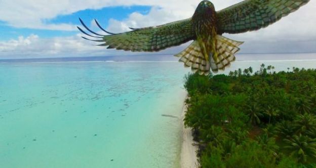 Ataque de pássaro, na Polinésia francesa