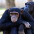 10 - Chimpanzés e macacos