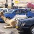 Estacionamento de camelos