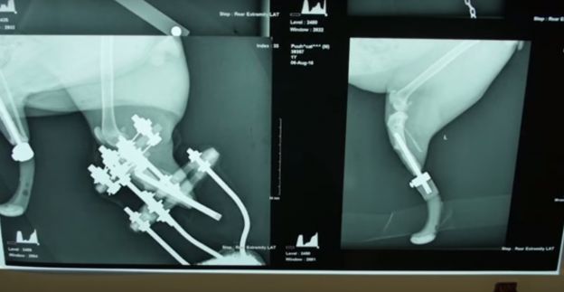 Gato ganha próteses de titânio na Bulgária