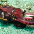 04 - Pfeffer's flamboyant cuttlefish