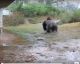Veja a divertida reação de um Gorila diante da chuva