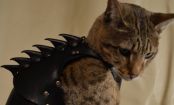 Empresa vende armadura para gatos se defenderem de seus 'inimigos'