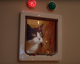 VÍDEO: Esta experiência mostra como os gatos realmente representam o Natal