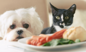 20 alimentos perigosos para seus cães e gatos