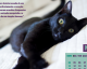 Projeto social para gatos desenvolve calendário só com gatos pretos e o resultado é encantador