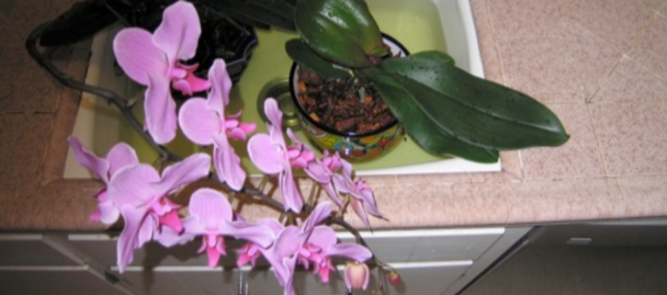 ESTES SÃO OS SEGREDOS para fazer reflorescer uma ORQUÍDEA!