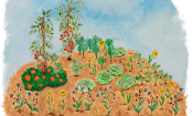 Agricultura sustentável: a permacultura pode salvar o mundo?