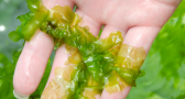 Além do Sushi: 7 algas comestíveis e como cozinhar com elas