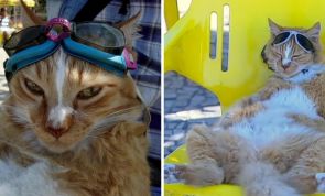 Conheça o gato Chiquinho, o 'Garfield' de São Conrado, no Rio