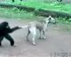 O macaco puxando o rabo do cachorro é o melhor!! hahaha