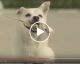 ANÚNCIOS BANIDOS da TV, mas que são os comerciais mais divertidos. E aquele cachorro?! rssss