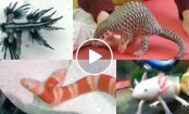 ANIMAIS EXÓTICOS: você nunca imaginou ver bichos assim! 0_0