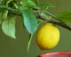 Usos inteligentes do limão que você nunca imaginou