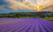 A beleza dos campos de lavanda do interior da Inglaterra