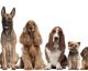 Estudo revela as raças de cães mais populares do Brasil