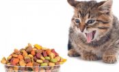 Alimentos proibidos para seu gato