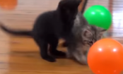 OS gatos e os balões