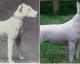 Algumas raças de cães que foram deformadas pelos seres humanos
