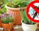 7 plantas que manterão os mosquitos longe o tempo todo