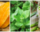Agosto: legumes e frutas que você deve privilegiar este mês
