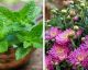 Alto astral: 10 plantas que atraem energias positivas!