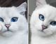 Este gato possui os olhos mais belos que você já viu