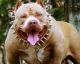 10 das raças de cães mais perigosas e agressivas do mundo