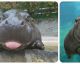 10 bebês hipopótamo que lhe farão sorrir
