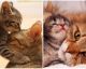Fotos retratam o amor entre os felinos e seus filhotes