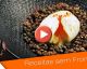 Técnicas de Cozinha: ovos mollet perfeitos