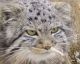 Agricultor Russo é surpreendido ao encontrar 04 filhotes de GATOS SELVAGENS, uma raça rara de gatos