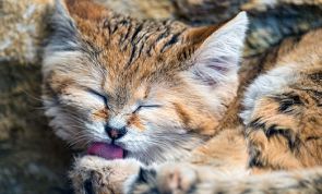 Conheça o GATO DO DESERTO, o menor felino existente e que tem cara de filhote o resto da vida