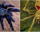 Algumas das aranhas mais surpreendentes e exóticas da terra