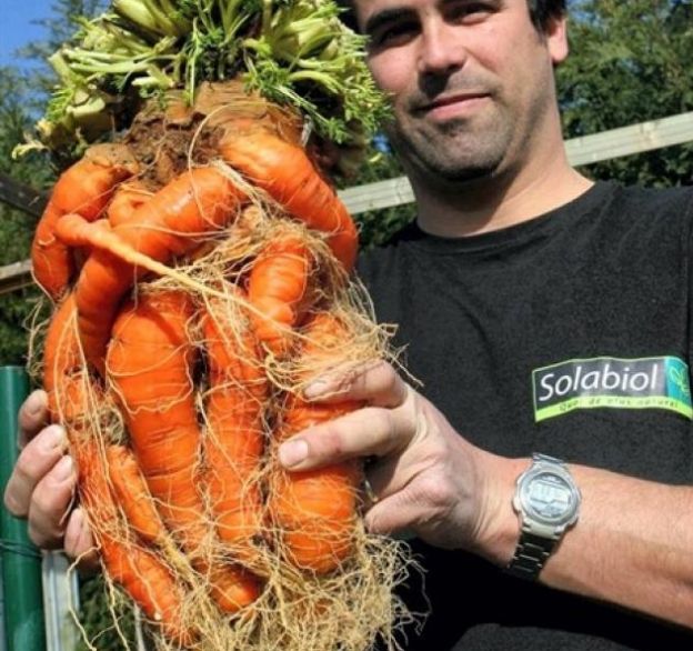 La plus grosse carotte