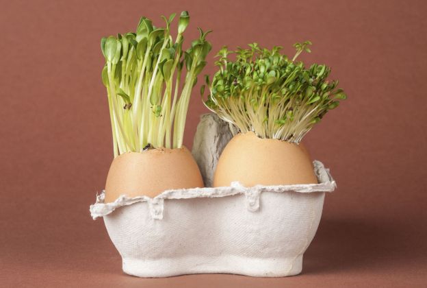 Grãos germinados sao bons para a saude