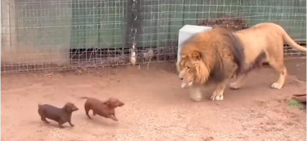 O que aconteceria se dois cães Dachshund entrassem na jaula de um leão?