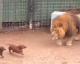 O que aconteceria se dois cães Dachshund entrassem na jaula de um leão?