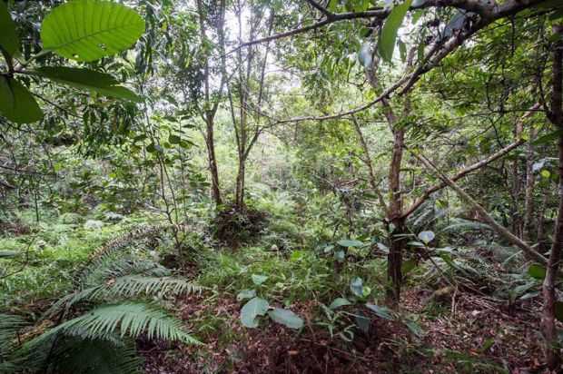 DESAFIO: consegue encontrar todos os soldados camuflados na selva de Brunei?