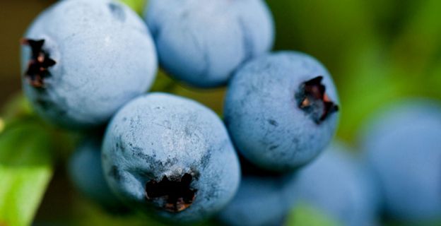 10 alimentos eficazes contra o câncer mirtilo