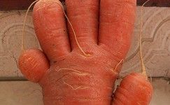 Cenoura com dedos